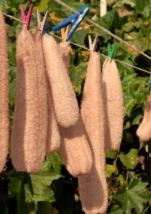 luffa