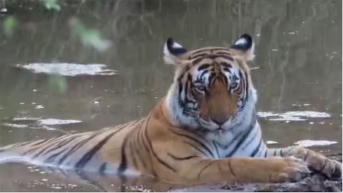 Tiger cooling